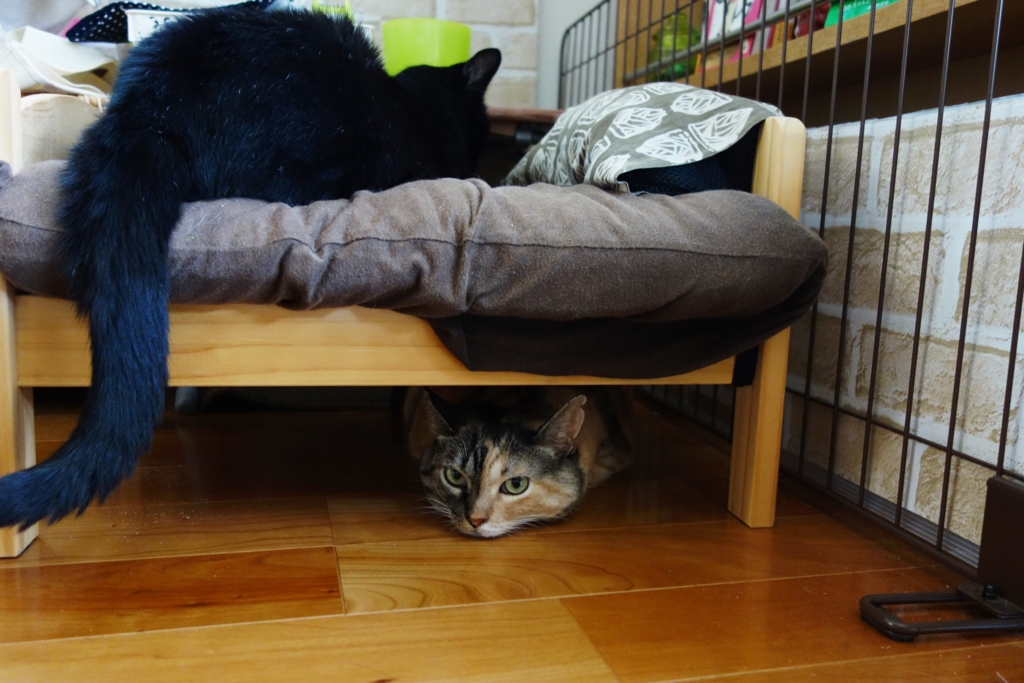 f:id:hiraryo0201:20160806102435j:plain f:id:hiraryo0201:20160806102435j:plain