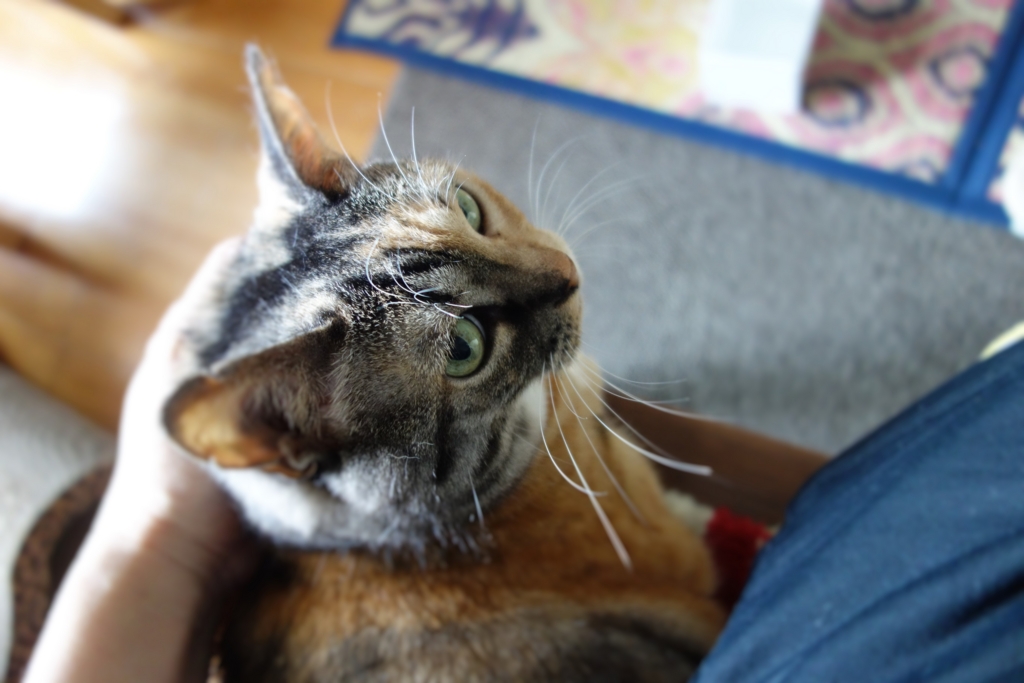 f:id:hiraryo0201:20160806105707j:plain f:id:hiraryo0201:20160806105707j:plain