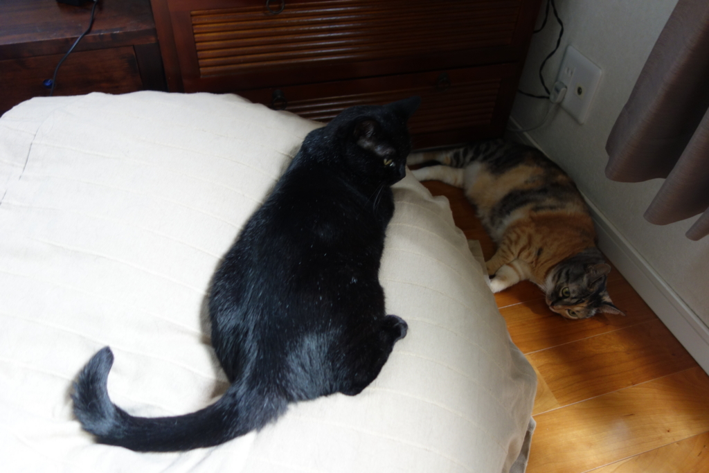 f:id:hiraryo0201:20160814110812j:plain f:id:hiraryo0201:20160814110812j:plain