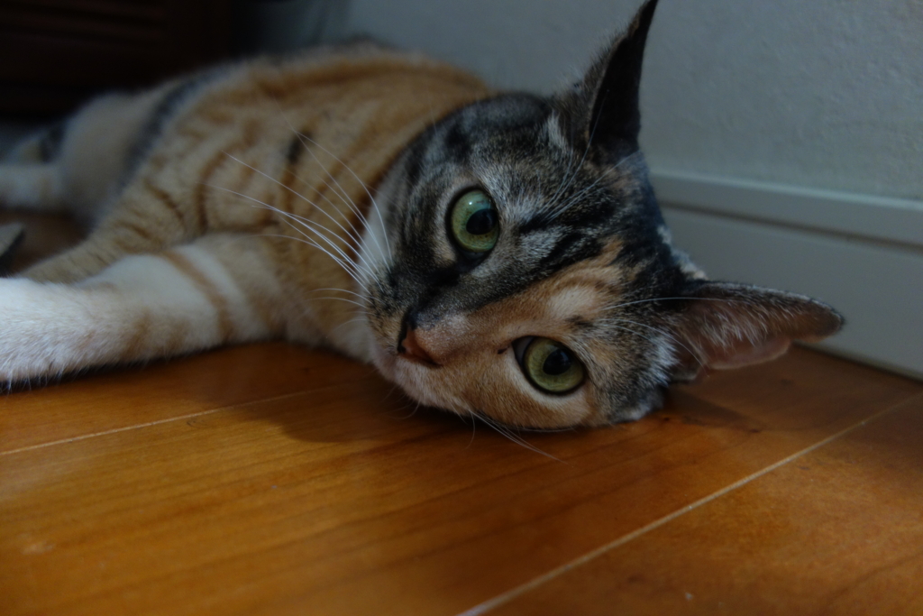 f:id:hiraryo0201:20160814110826j:plain f:id:hiraryo0201:20160814110826j:plain