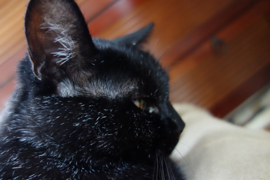 f:id:hiraryo0201:20160814110838j:plain f:id:hiraryo0201:20160814110838j:plain