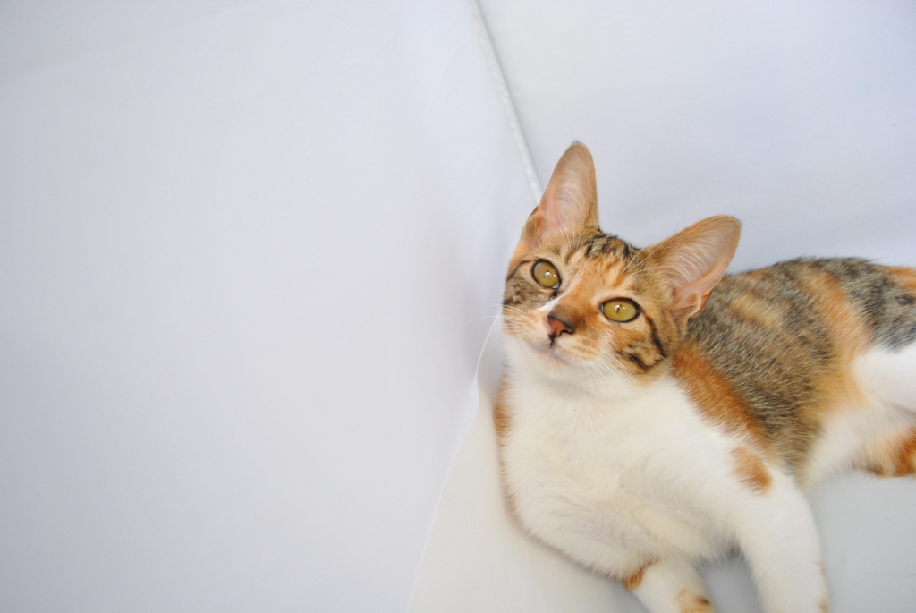 f:id:hiraryo0201:20160816100135j:plain f:id:hiraryo0201:20160816100135j:plain