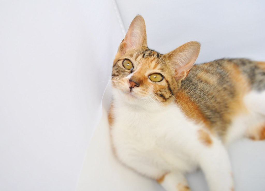 f:id:hiraryo0201:20160816100222j:plain f:id:hiraryo0201:20160816100222j:plain