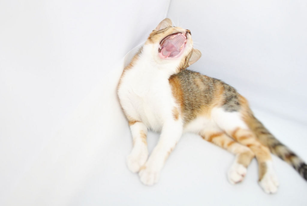 f:id:hiraryo0201:20160816100242j:plain f:id:hiraryo0201:20160816100242j:plain