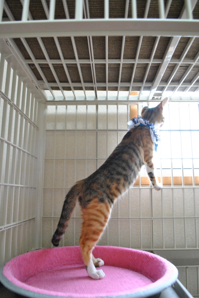 f:id:hiraryo0201:20160816132952j:plain f:id:hiraryo0201:20160816132952j:plain