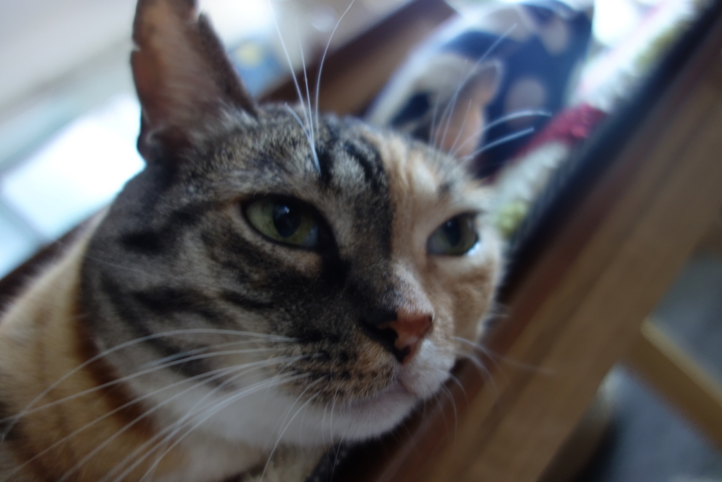 f:id:hiraryo0201:20160817085217j:plain f:id:hiraryo0201:20160817085217j:plain