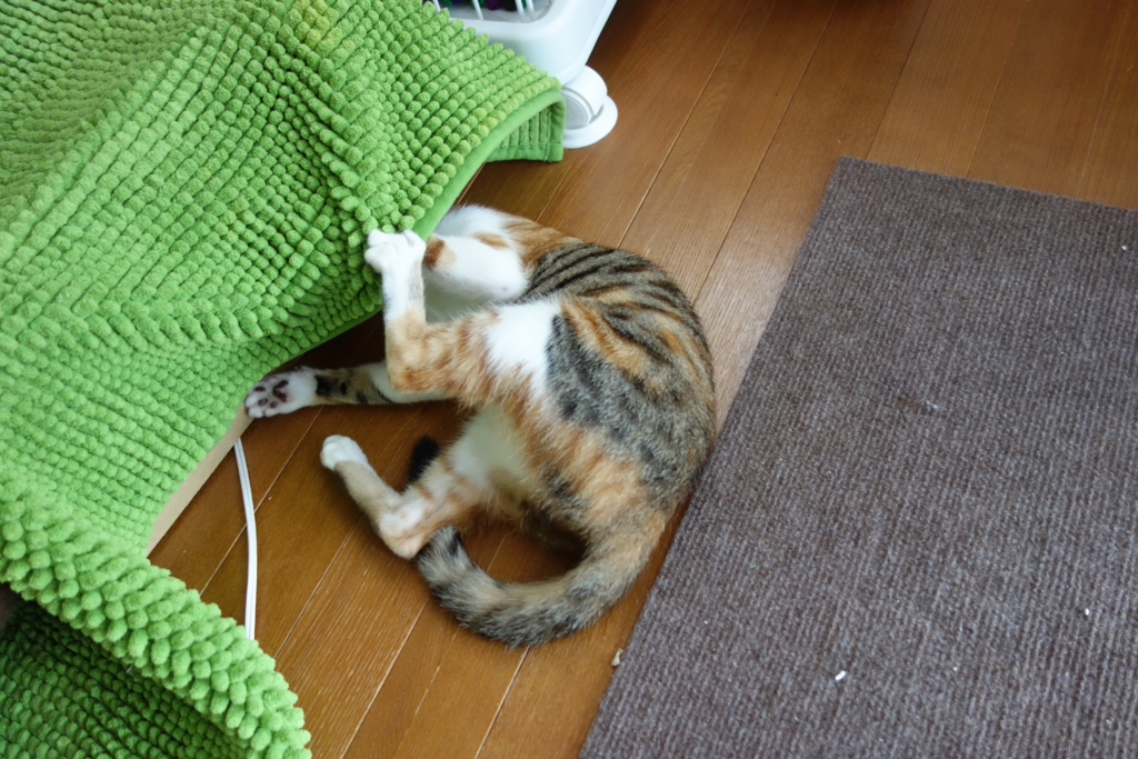 f:id:hiraryo0201:20160818091831j:plain f:id:hiraryo0201:20160818091831j:plain