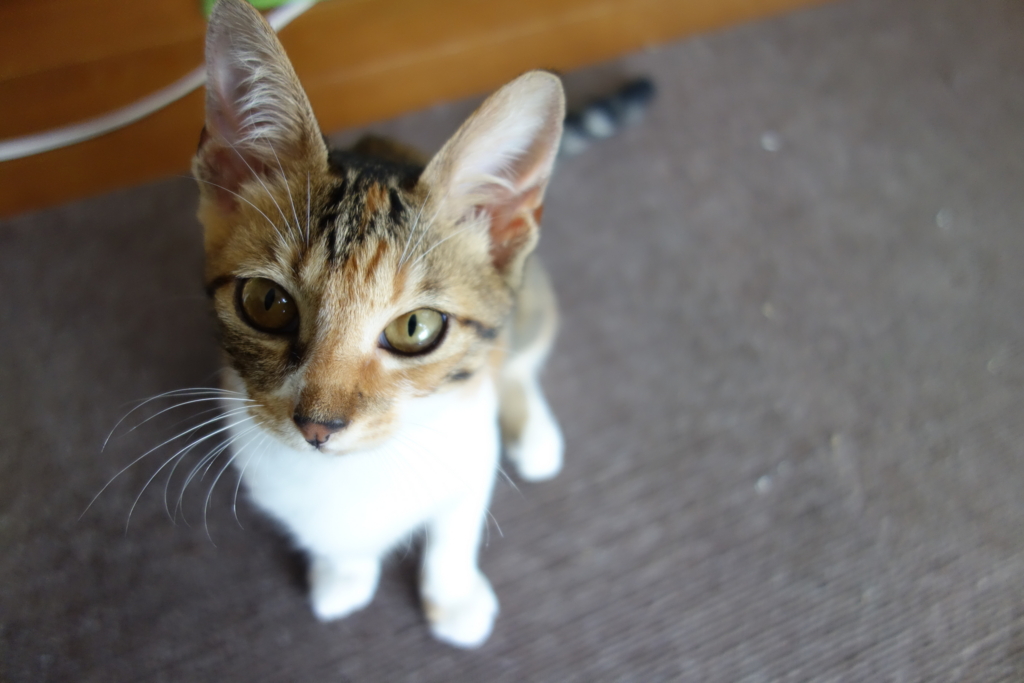 f:id:hiraryo0201:20160818092425j:plain f:id:hiraryo0201:20160818092425j:plain