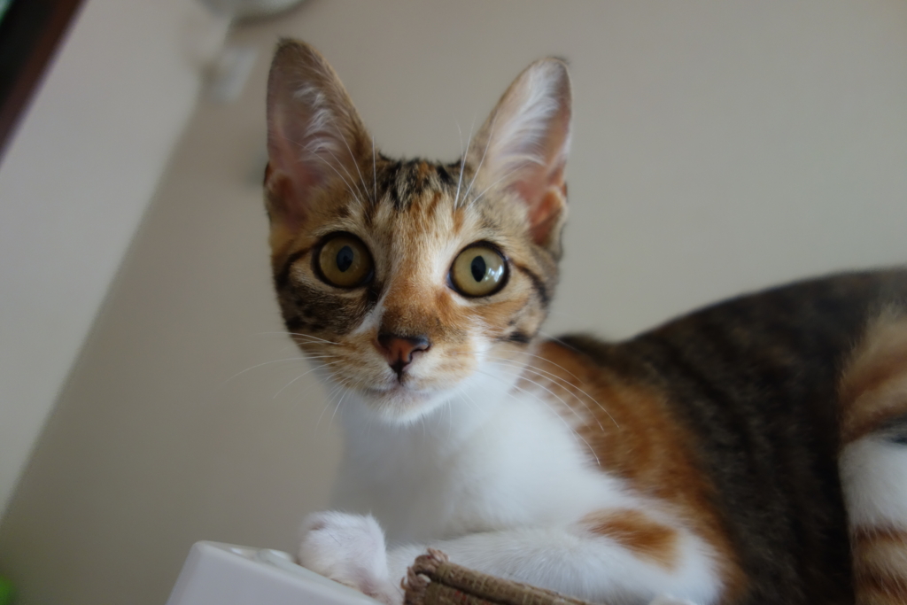 f:id:hiraryo0201:20160818092857j:plain f:id:hiraryo0201:20160818092857j:plain