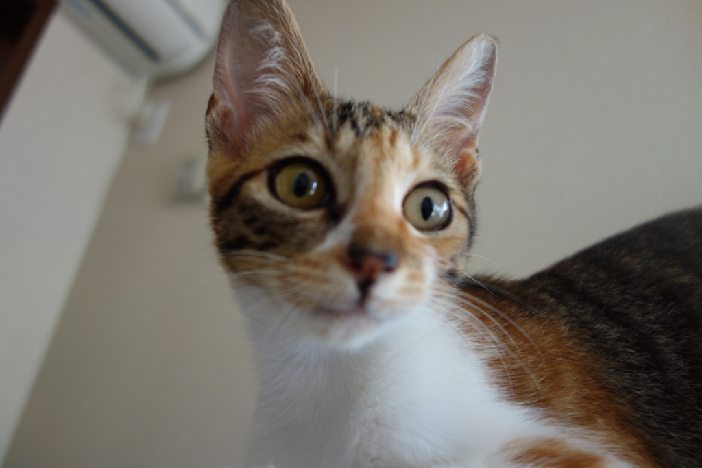 f:id:hiraryo0201:20160818093153j:plain f:id:hiraryo0201:20160818093153j:plain