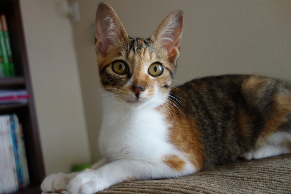 f:id:hiraryo0201:20160818093356j:plain f:id:hiraryo0201:20160818093356j:plain