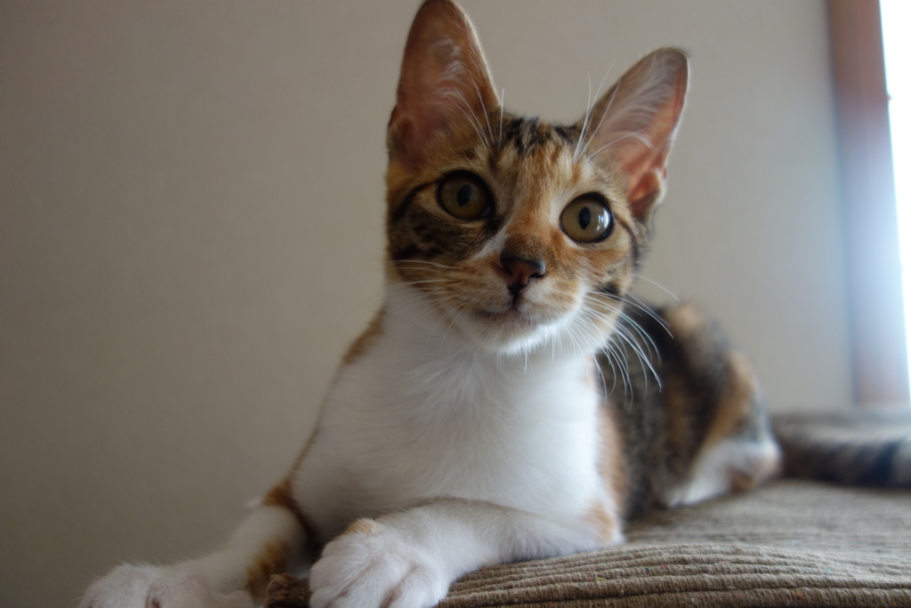 f:id:hiraryo0201:20160818093604j:plain f:id:hiraryo0201:20160818093604j:plain