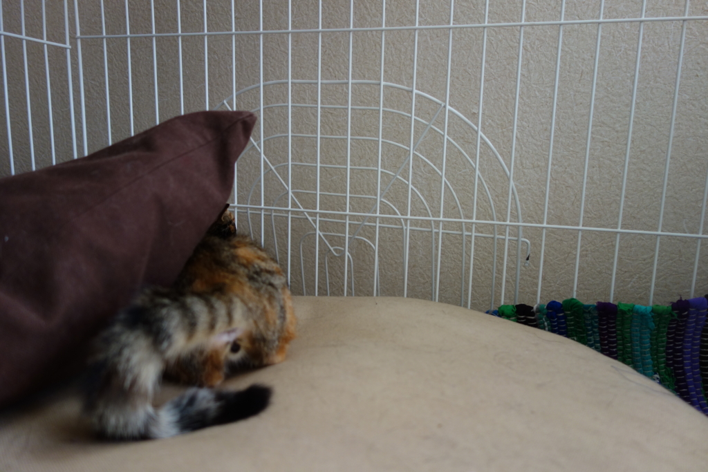 f:id:hiraryo0201:20160818094649j:plain f:id:hiraryo0201:20160818094649j:plain