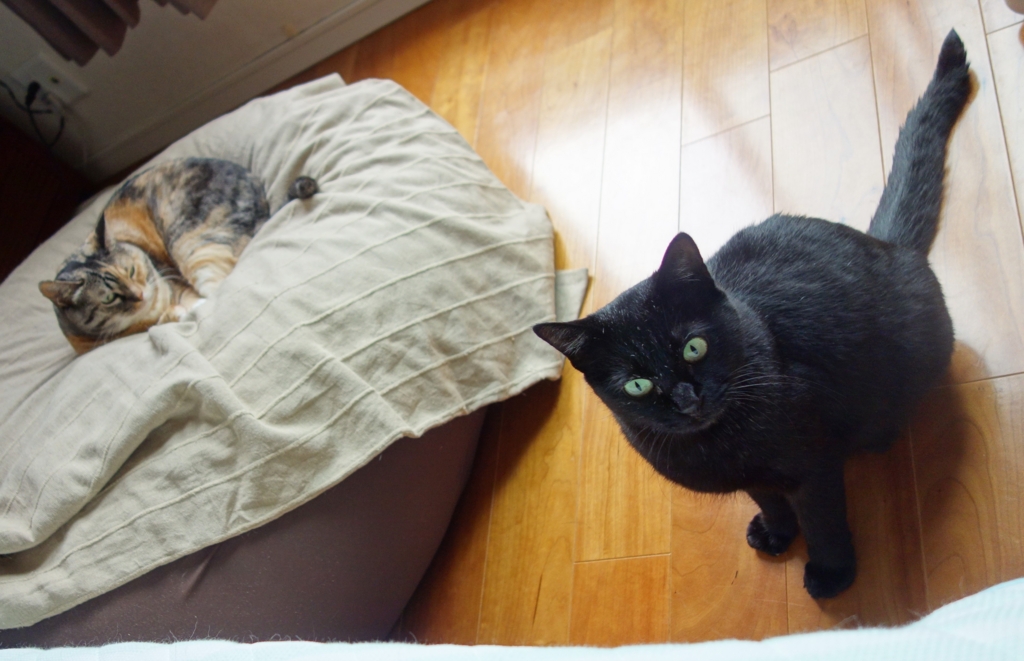 f:id:hiraryo0201:20160821104819j:plain f:id:hiraryo0201:20160821104819j:plain