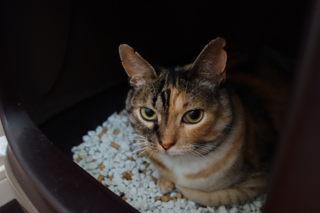 f:id:hiraryo0201:20160821105024j:plain f:id:hiraryo0201:20160821105024j:plain