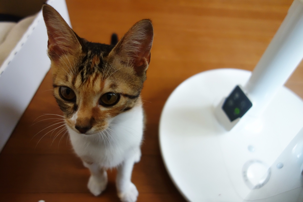 f:id:hiraryo0201:20160821110407j:plain f:id:hiraryo0201:20160821110407j:plain