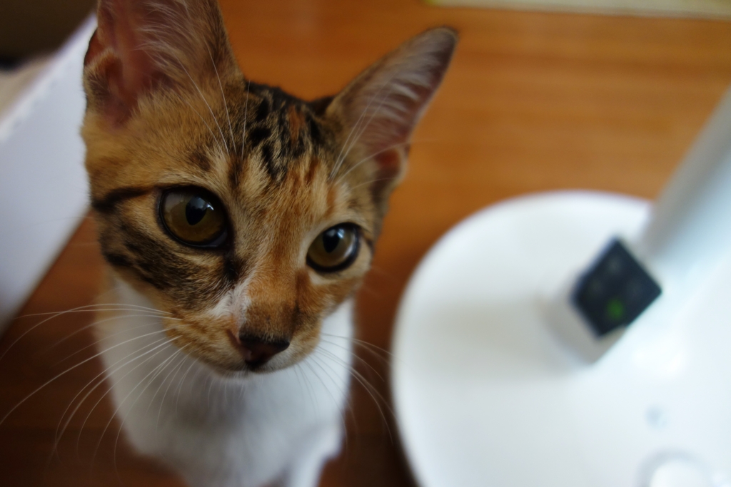 f:id:hiraryo0201:20160821110413j:plain f:id:hiraryo0201:20160821110413j:plain