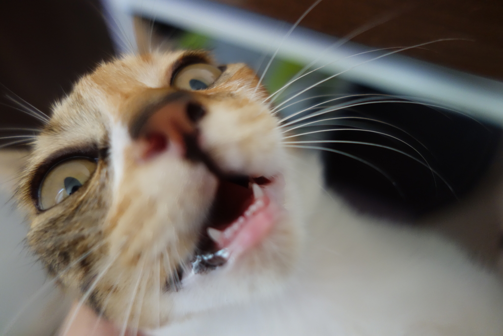 f:id:hiraryo0201:20160821110424j:plain f:id:hiraryo0201:20160821110424j:plain