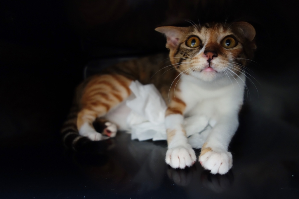 f:id:hiraryo0201:20160821110426j:plain f:id:hiraryo0201:20160821110426j:plain