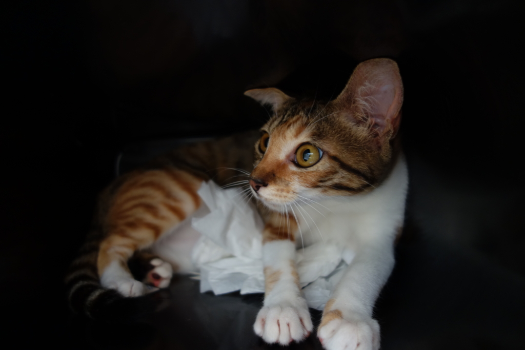 f:id:hiraryo0201:20160821110431j:plain f:id:hiraryo0201:20160821110431j:plain