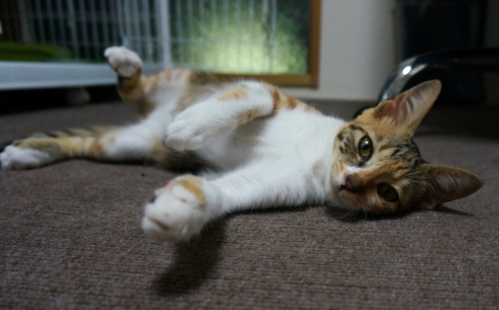 f:id:hiraryo0201:20160821110621j:plain f:id:hiraryo0201:20160821110621j:plain