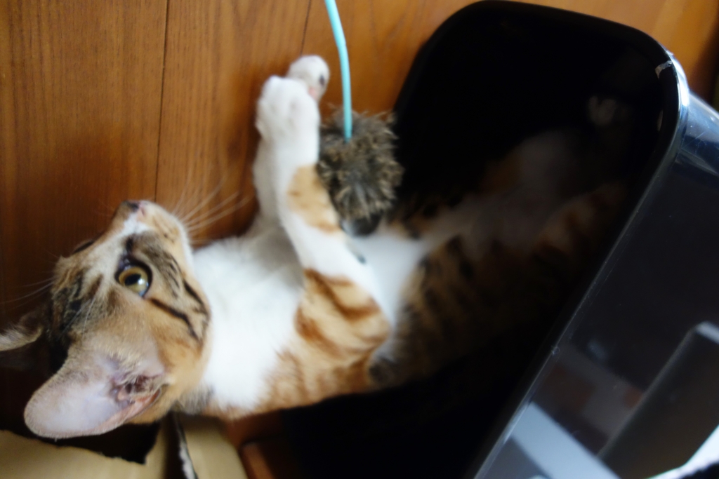 f:id:hiraryo0201:20160825091427j:plain f:id:hiraryo0201:20160825091427j:plain