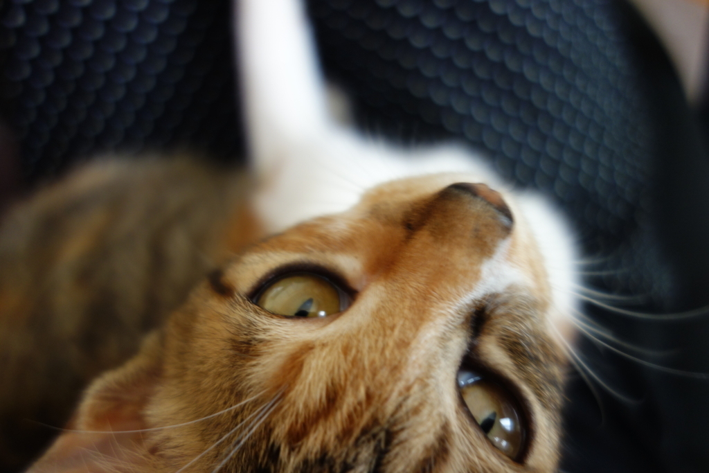 f:id:hiraryo0201:20160825092557j:plain f:id:hiraryo0201:20160825092557j:plain