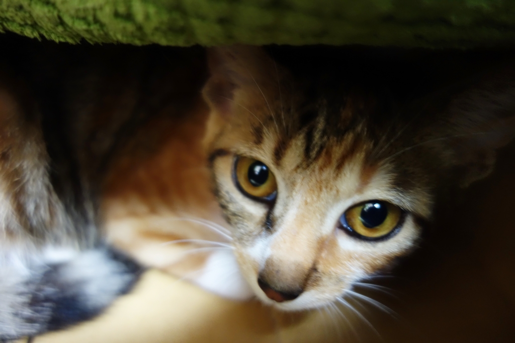 f:id:hiraryo0201:20160825094416j:plain f:id:hiraryo0201:20160825094416j:plain