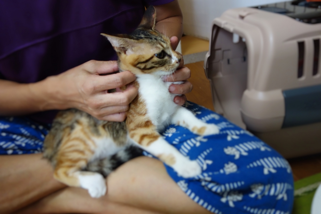 f:id:hiraryo0201:20160825094424j:plain f:id:hiraryo0201:20160825094424j:plain