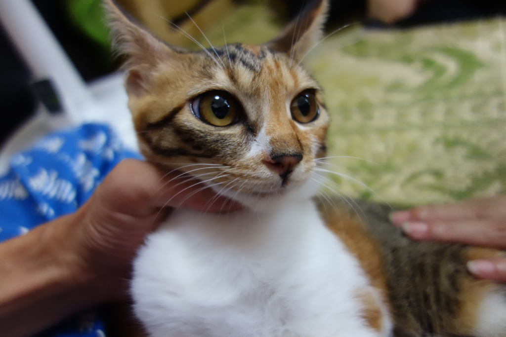 f:id:hiraryo0201:20160825094434j:plain f:id:hiraryo0201:20160825094434j:plain