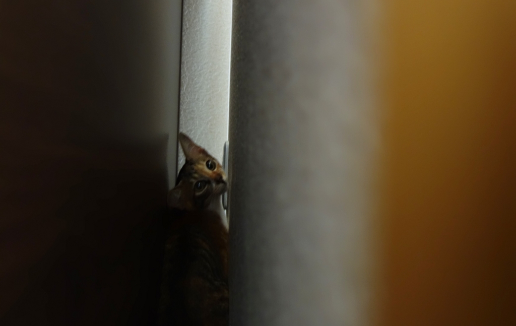 f:id:hiraryo0201:20160825094438j:plain f:id:hiraryo0201:20160825094438j:plain