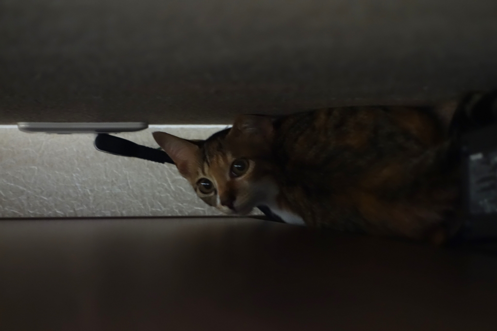 f:id:hiraryo0201:20160825094444j:plain f:id:hiraryo0201:20160825094444j:plain