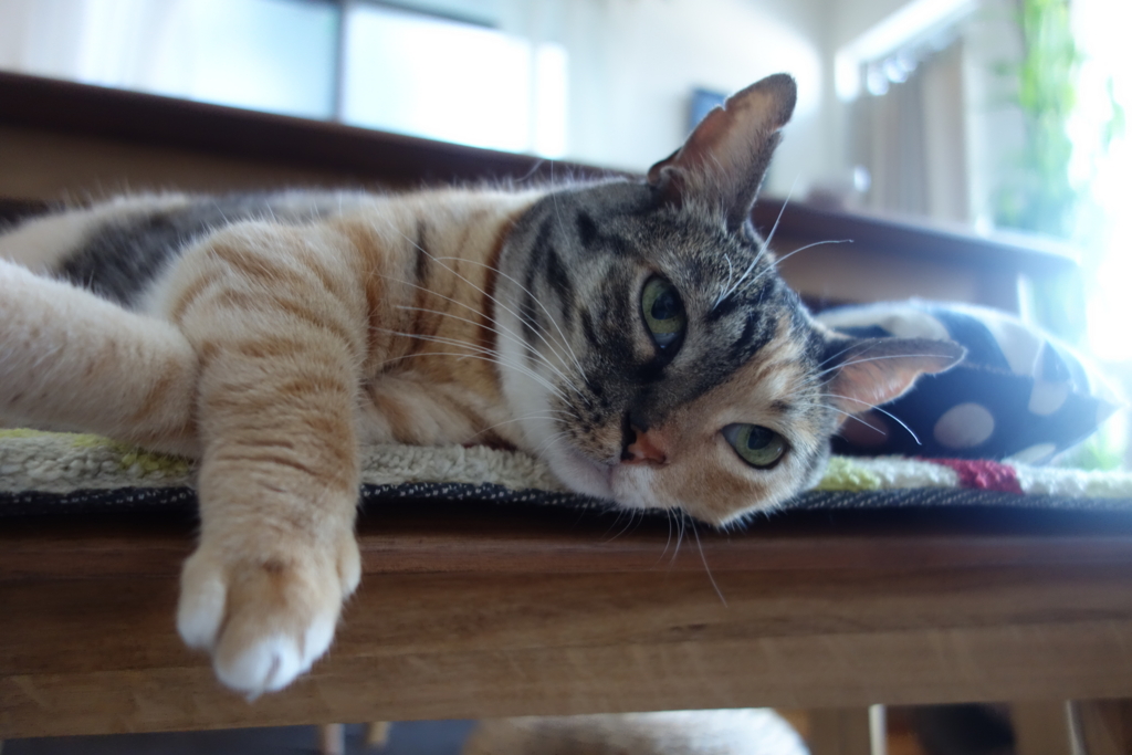 f:id:hiraryo0201:20160826073301j:plain f:id:hiraryo0201:20160826073301j:plain