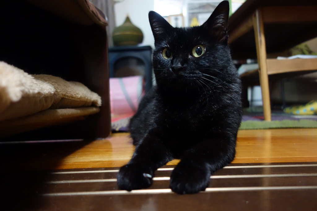 f:id:hiraryo0201:20160826073542j:plain f:id:hiraryo0201:20160826073542j:plain