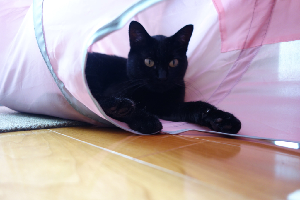 f:id:hiraryo0201:20160829095027j:plain f:id:hiraryo0201:20160829095027j:plain