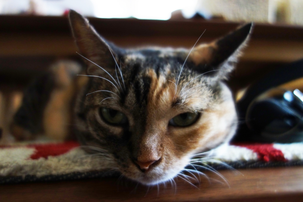 f:id:hiraryo0201:20160829095041j:plain f:id:hiraryo0201:20160829095041j:plain