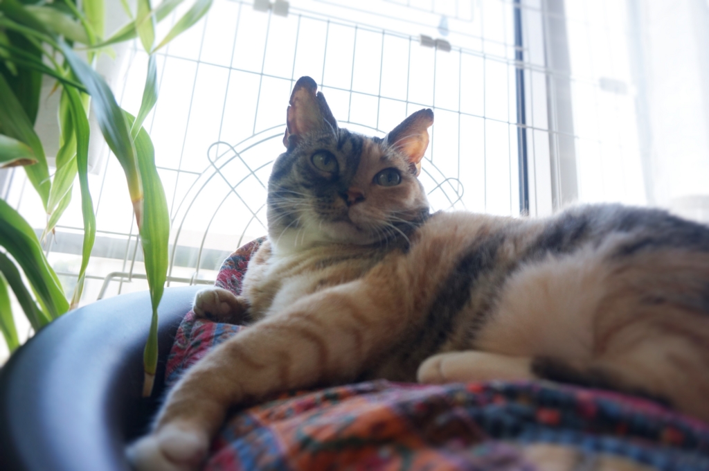 f:id:hiraryo0201:20160829095050j:plain f:id:hiraryo0201:20160829095050j:plain