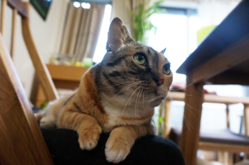 f:id:hiraryo0201:20160829095100j:plain f:id:hiraryo0201:20160829095100j:plain