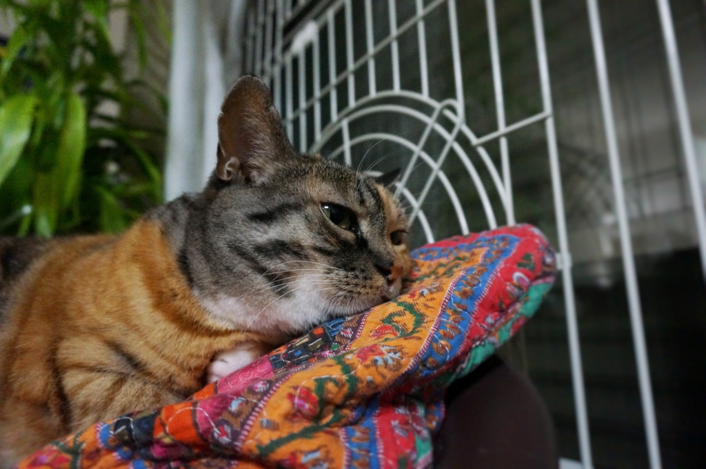 f:id:hiraryo0201:20160829095113j:plain f:id:hiraryo0201:20160829095113j:plain