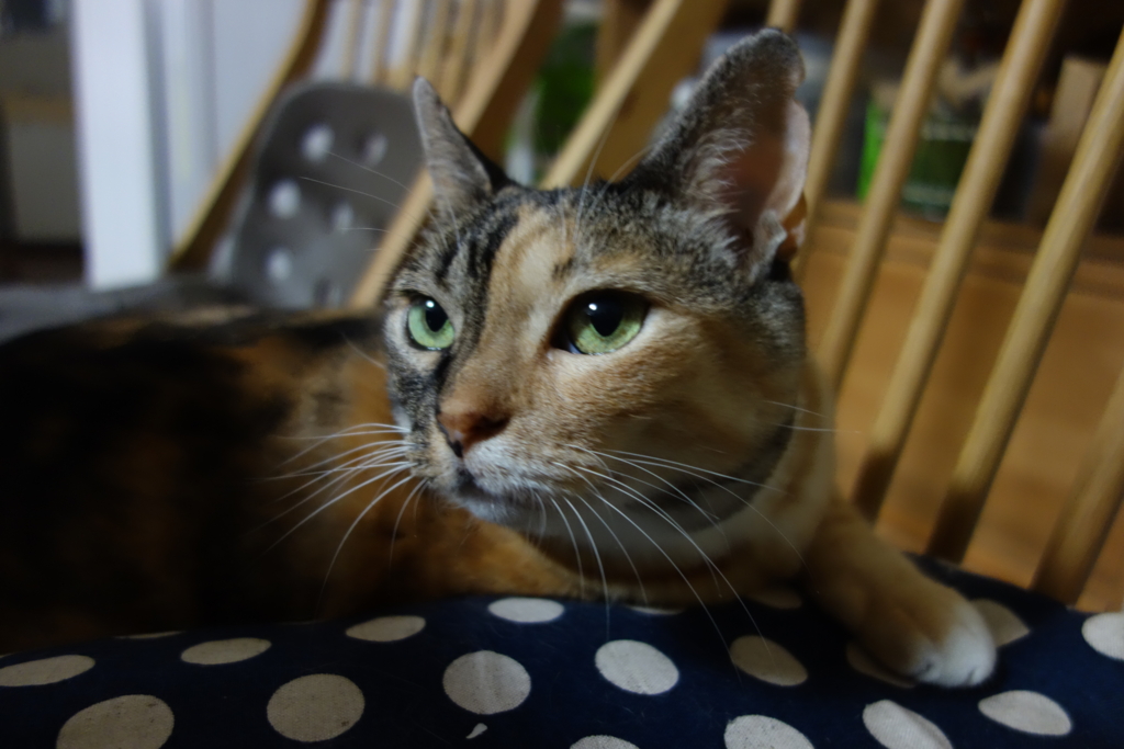 f:id:hiraryo0201:20160830101214j:plain f:id:hiraryo0201:20160830101214j:plain