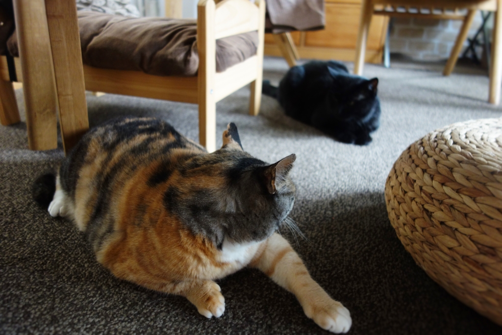 f:id:hiraryo0201:20160905075517j:plain f:id:hiraryo0201:20160905075517j:plain