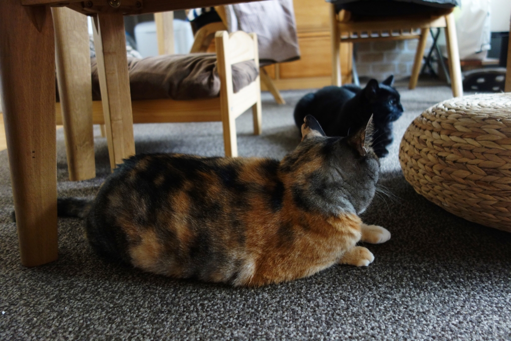 f:id:hiraryo0201:20160905075526j:plain f:id:hiraryo0201:20160905075526j:plain