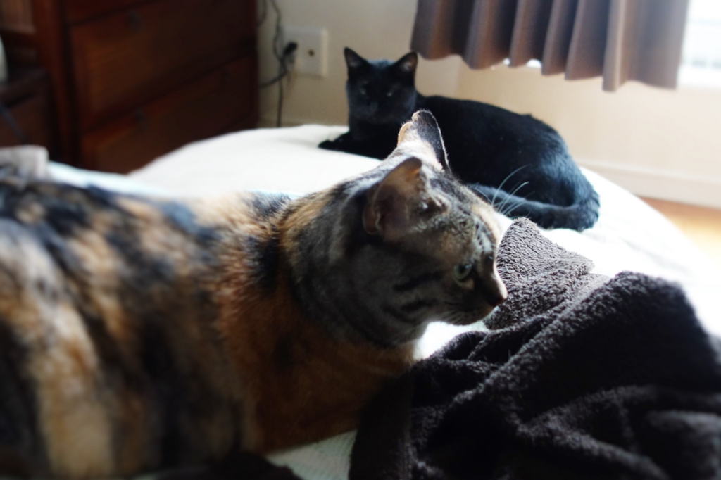 f:id:hiraryo0201:20160905075558j:plain f:id:hiraryo0201:20160905075558j:plain