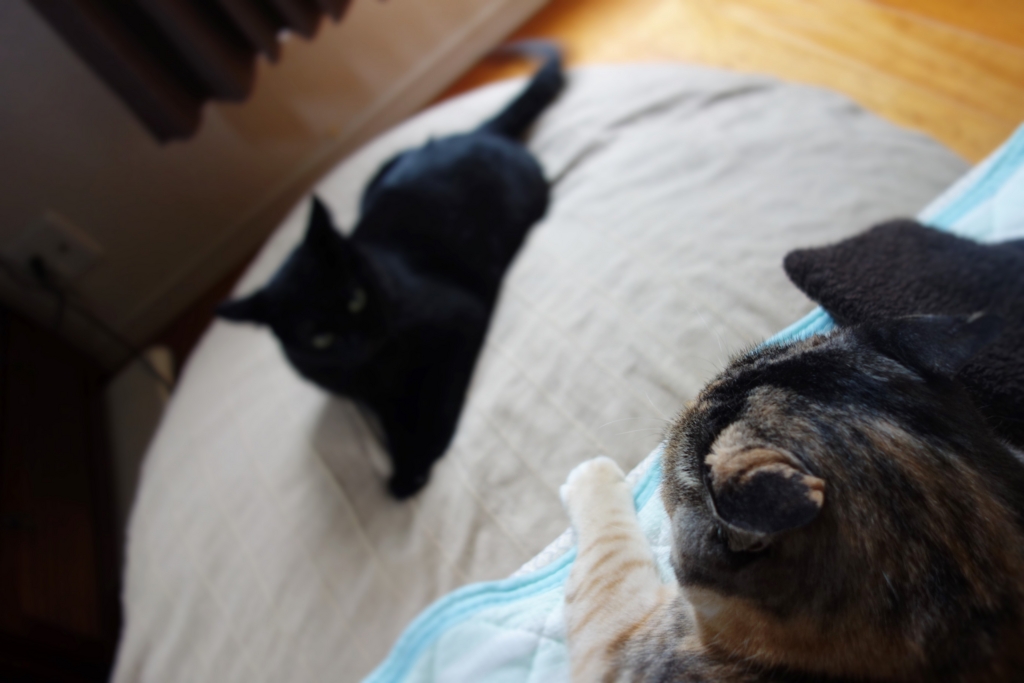 f:id:hiraryo0201:20160905075615j:plain f:id:hiraryo0201:20160905075615j:plain