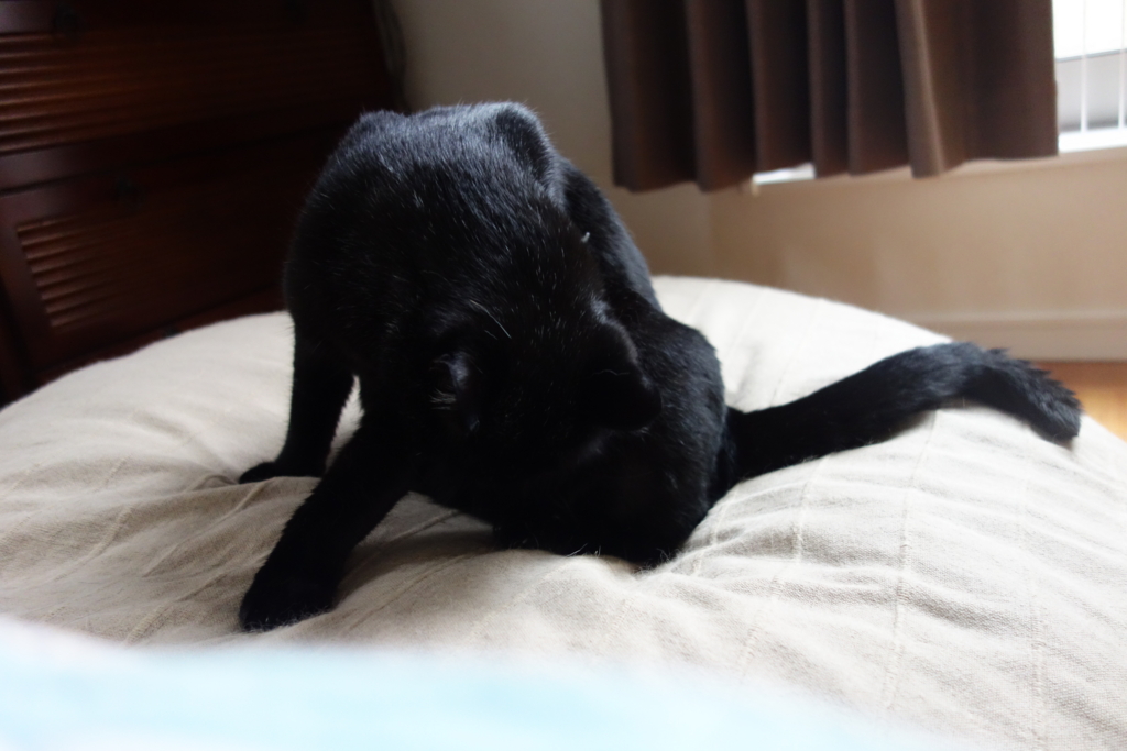 f:id:hiraryo0201:20160905075635j:plain f:id:hiraryo0201:20160905075635j:plain