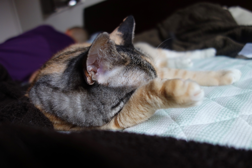 f:id:hiraryo0201:20160905075647j:plain f:id:hiraryo0201:20160905075647j:plain