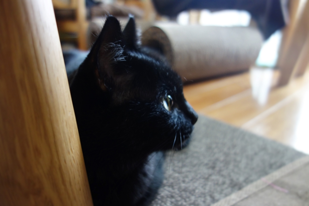 f:id:hiraryo0201:20160910100943j:plain f:id:hiraryo0201:20160910100943j:plain