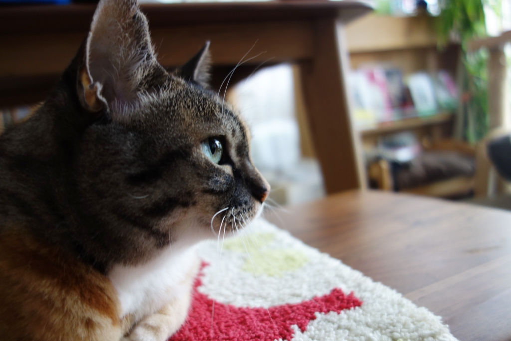 f:id:hiraryo0201:20160910100949j:plain f:id:hiraryo0201:20160910100949j:plain