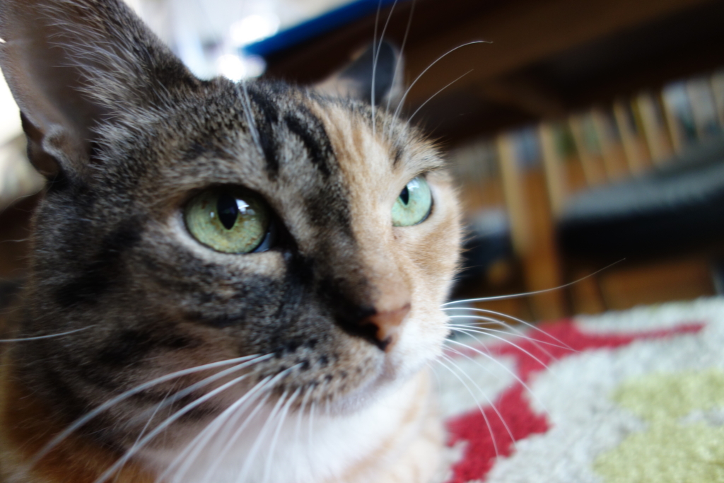 f:id:hiraryo0201:20160910101003j:plain f:id:hiraryo0201:20160910101003j:plain