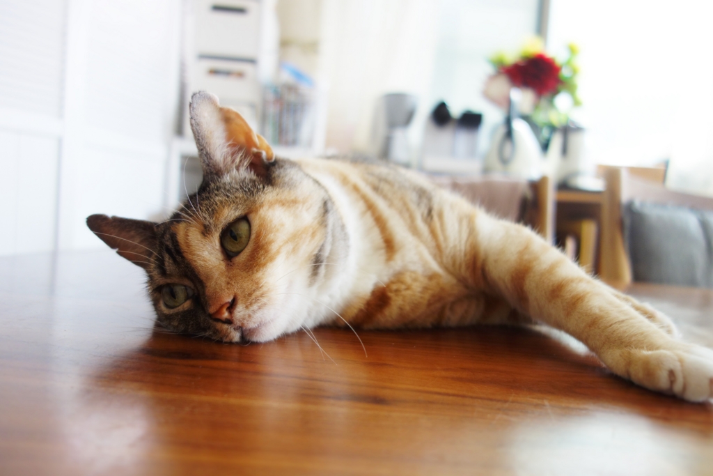 f:id:hiraryo0201:20160910101203j:plain f:id:hiraryo0201:20160910101203j:plain